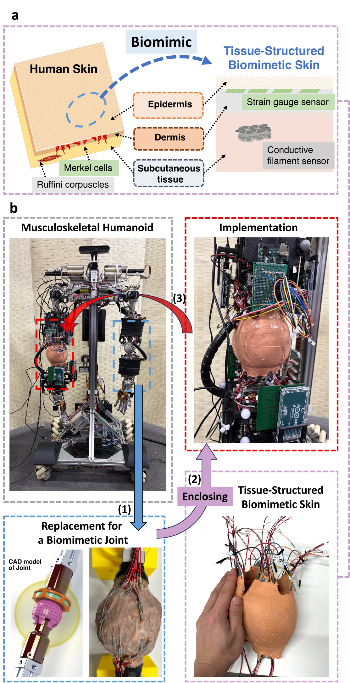 Overview of the three-layer biomimetic skin and its implementation on Musashi-W